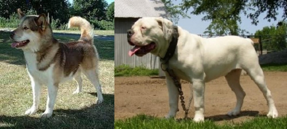 Hermes Bulldogge vs Greenland Dog - Breed Comparison