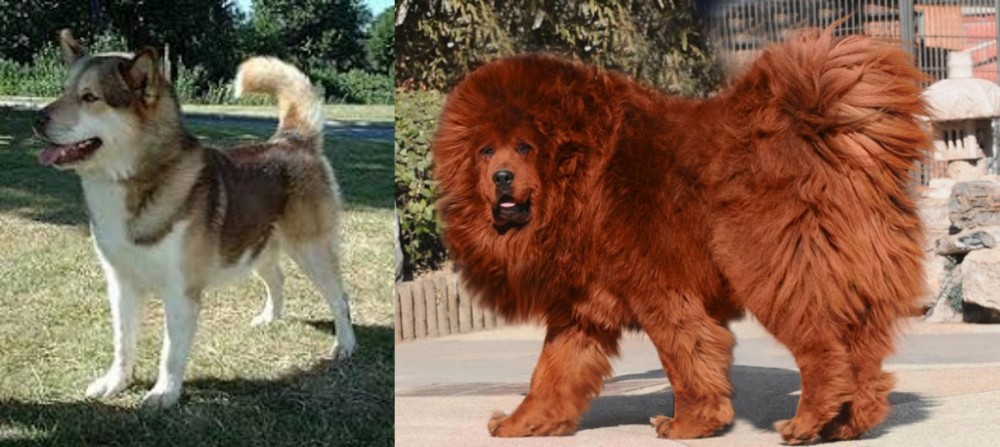 Himalayan Mastiff vs Greenland Dog - Breed Comparison