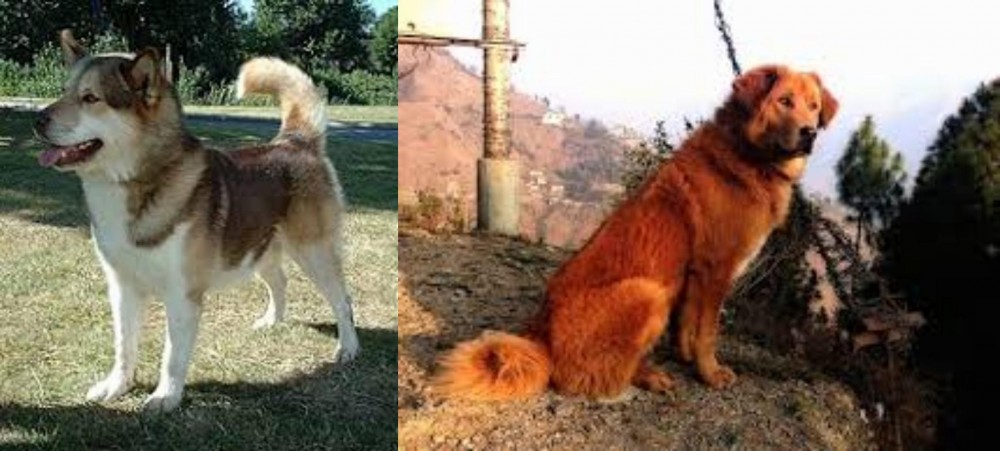 Himalayan Sheepdog vs Greenland Dog - Breed Comparison