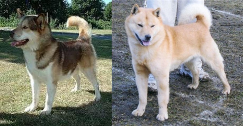 Hokkaido vs Greenland Dog - Breed Comparison