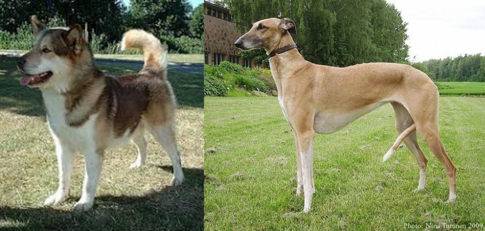 Hortaya Borzaya vs Greenland Dog - Breed Comparison