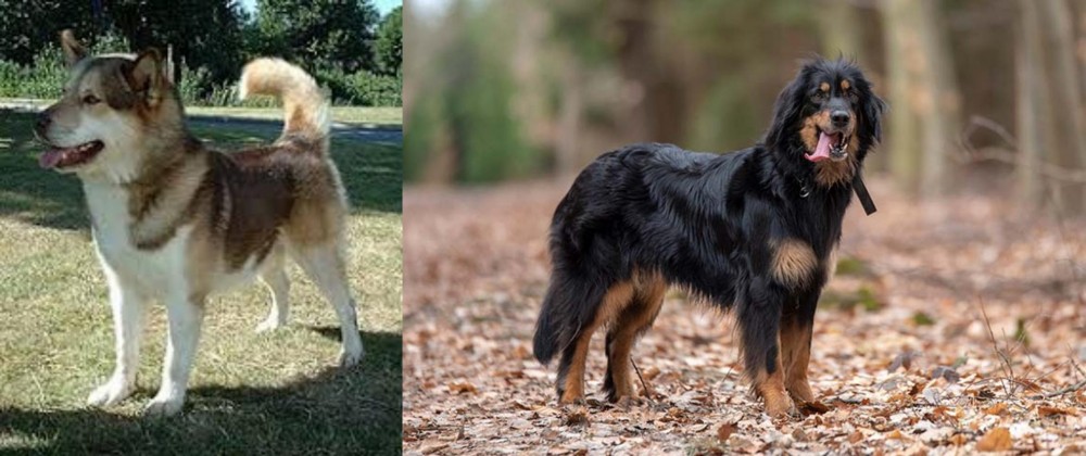 Hovawart vs Greenland Dog - Breed Comparison