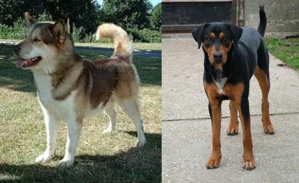 Hungarian Hound vs Greenland Dog - Breed Comparison