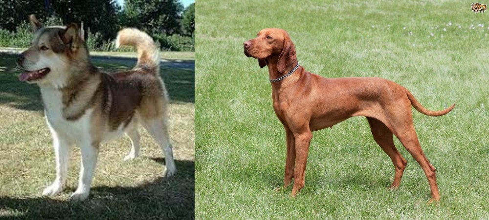 Hungarian Vizsla vs Greenland Dog - Breed Comparison