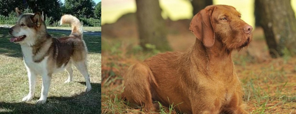 Hungarian Wirehaired Vizsla vs Greenland Dog - Breed Comparison