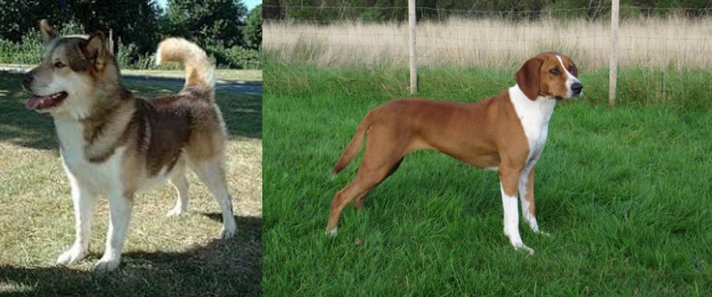 Hygenhund vs Greenland Dog - Breed Comparison