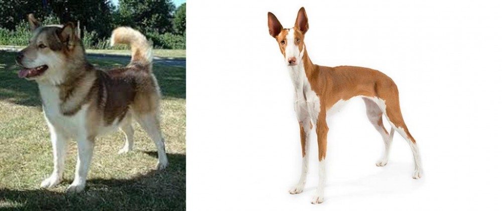 Ibizan Hound vs Greenland Dog - Breed Comparison