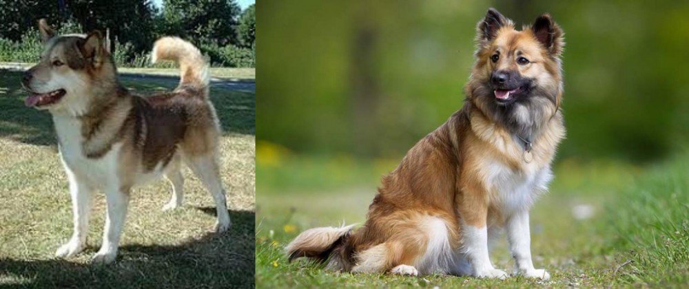 Icelandic Sheepdog vs Greenland Dog - Breed Comparison