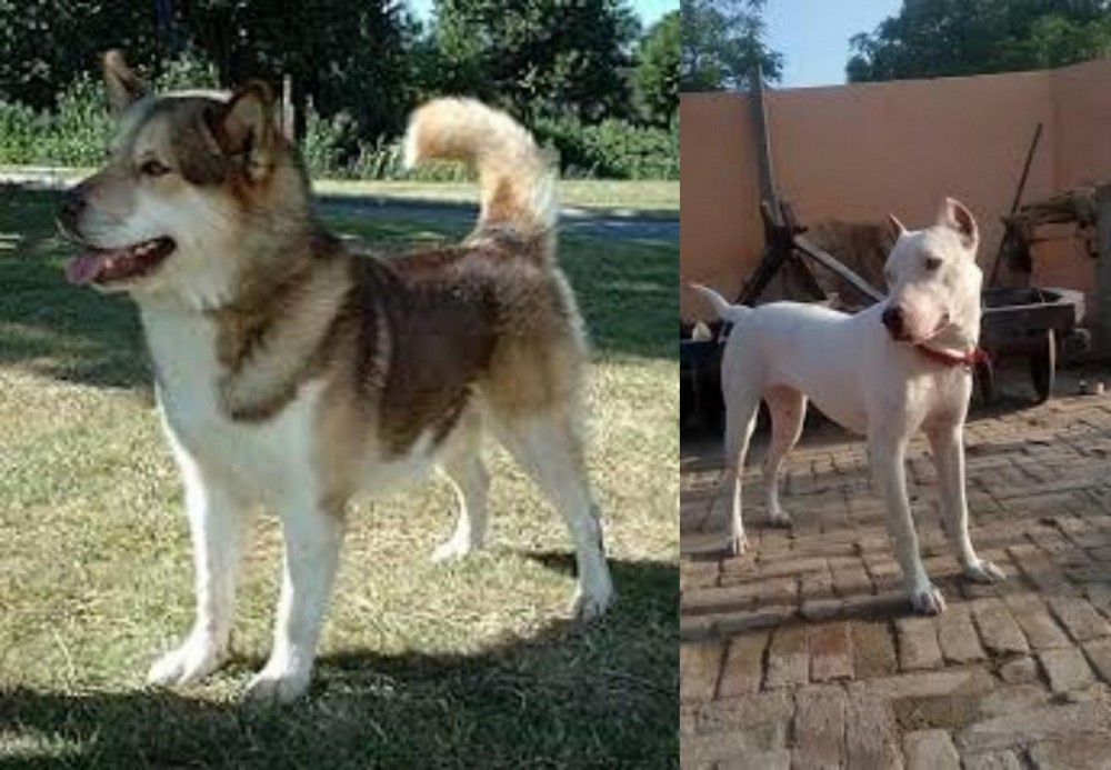 Indian Bull Terrier vs Greenland Dog - Breed Comparison