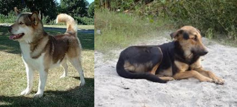 Indian Pariah Dog vs Greenland Dog - Breed Comparison