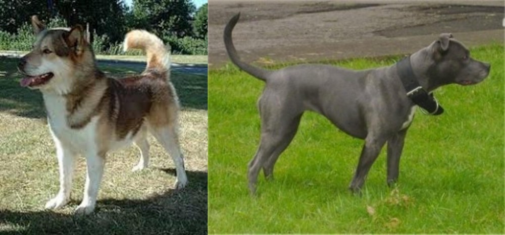 Irish Bull Terrier vs Greenland Dog - Breed Comparison