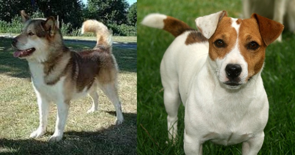Irish Jack Russell vs Greenland Dog - Breed Comparison