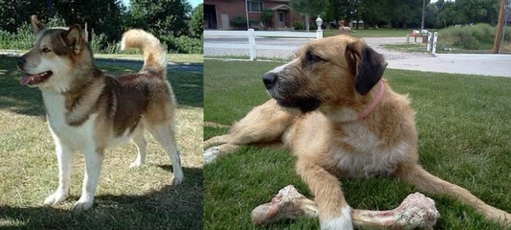 Irish Mastiff Hound vs Greenland Dog - Breed Comparison
