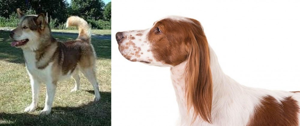 Irish Red and White Setter vs Greenland Dog - Breed Comparison
