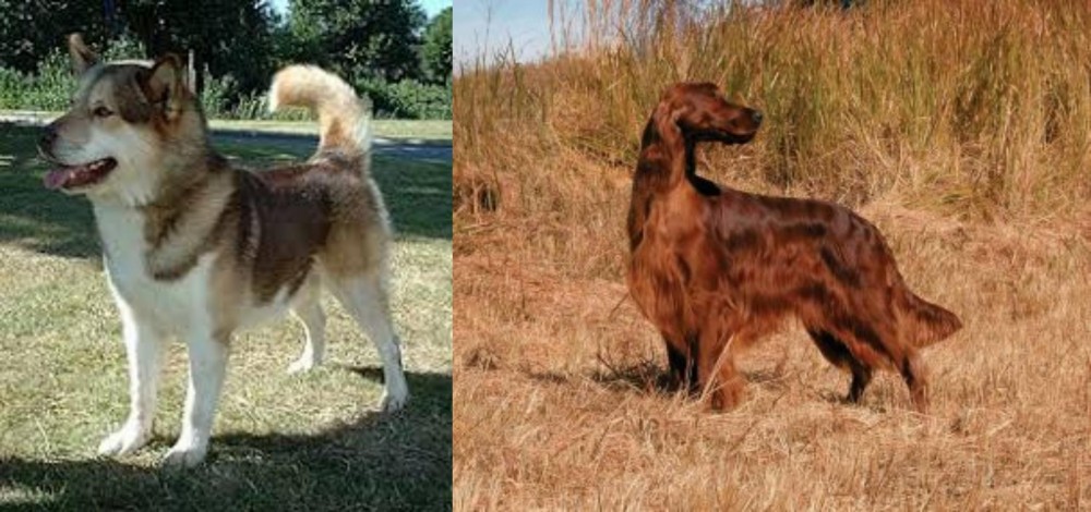 Irish Setter vs Greenland Dog - Breed Comparison