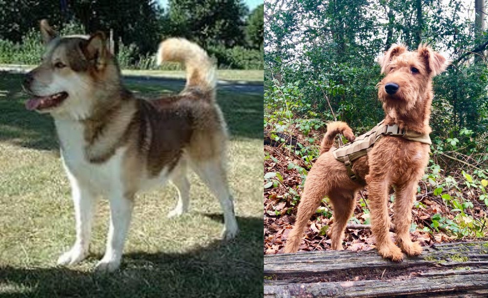Irish Terrier vs Greenland Dog - Breed Comparison