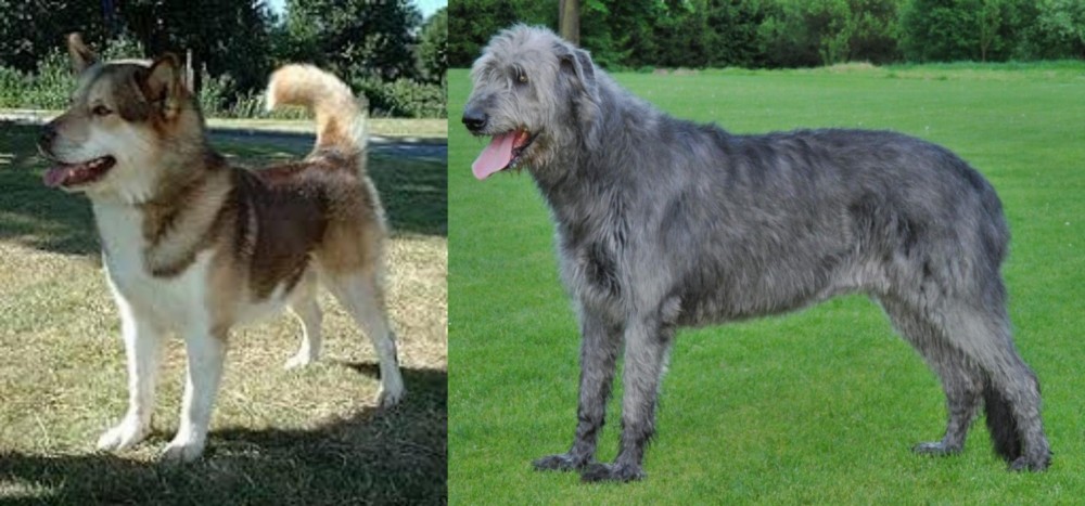 Irish Wolfhound vs Greenland Dog - Breed Comparison
