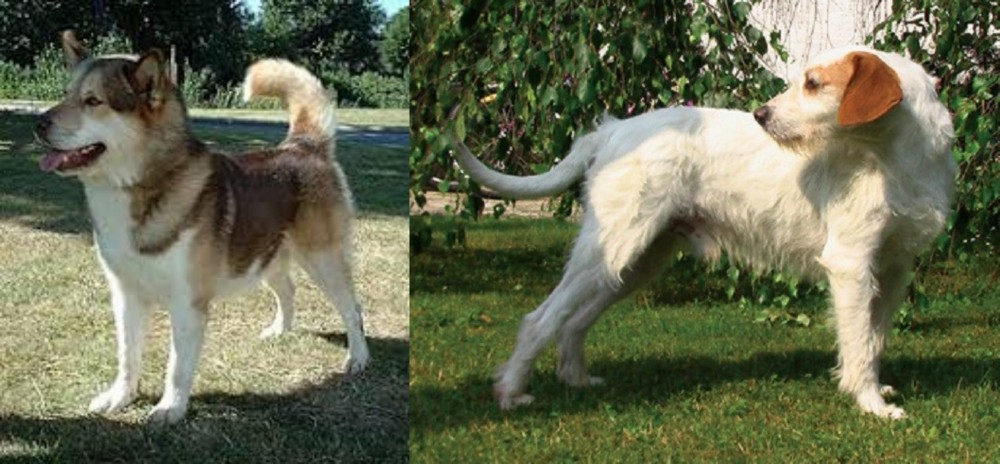 Istarski Ostrodlaki Gonic vs Greenland Dog - Breed Comparison