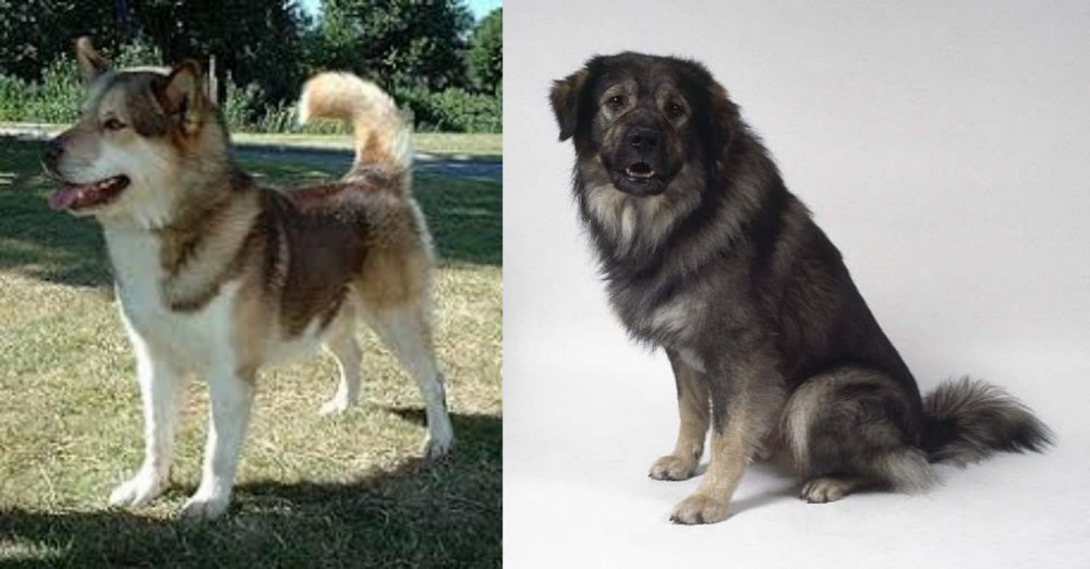 Istrian Sheepdog vs Greenland Dog - Breed Comparison