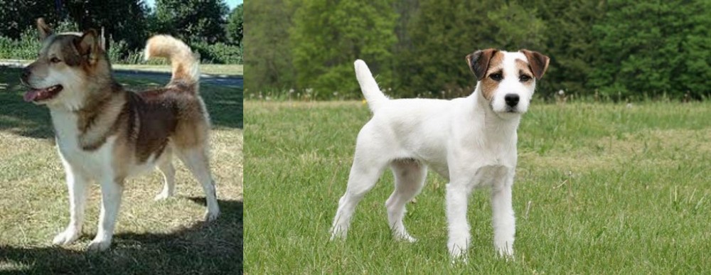 Jack Russell Terrier vs Greenland Dog - Breed Comparison