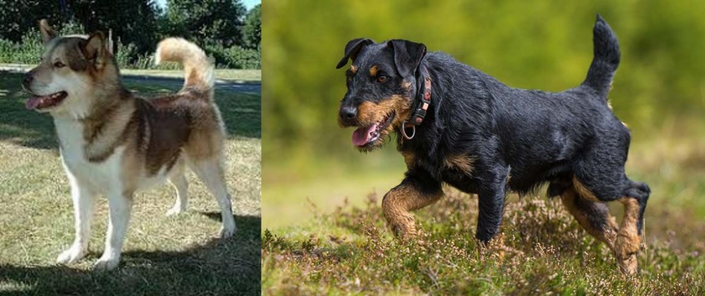 Jagdterrier vs Greenland Dog - Breed Comparison