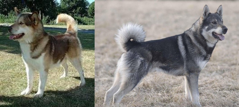 Jamthund vs Greenland Dog - Breed Comparison