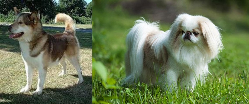 Japanese Chin vs Greenland Dog - Breed Comparison