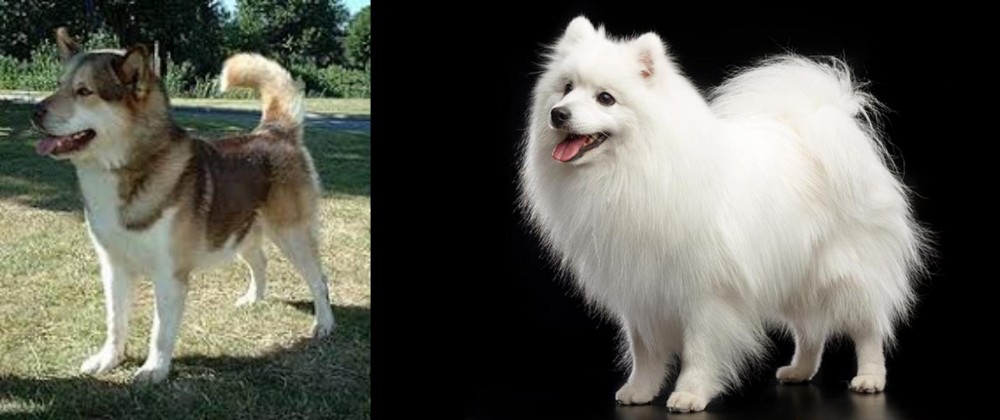 Japanese Spitz vs Greenland Dog - Breed Comparison