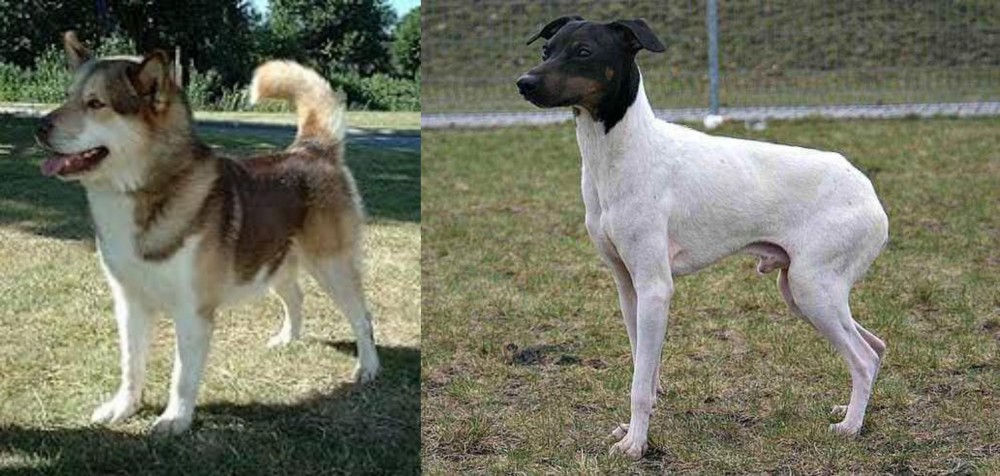 Japanese Terrier vs Greenland Dog - Breed Comparison