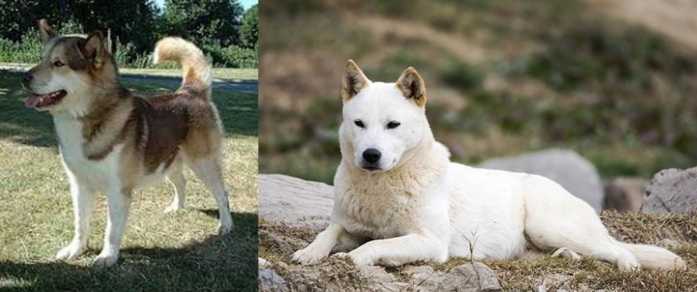 Jindo vs Greenland Dog - Breed Comparison
