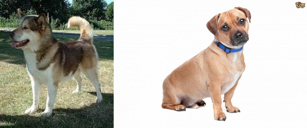 Jug vs Greenland Dog - Breed Comparison