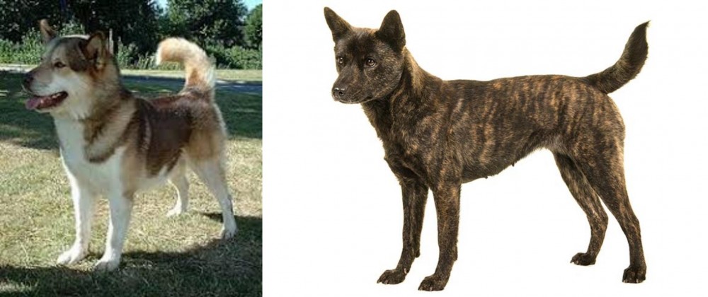 Kai Ken vs Greenland Dog - Breed Comparison
