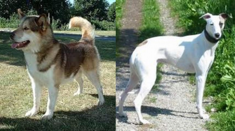 Kaikadi vs Greenland Dog - Breed Comparison