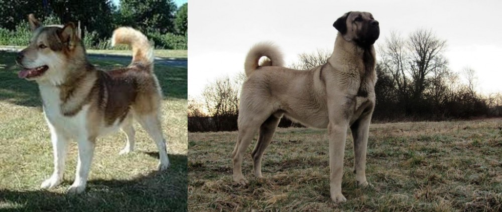 Kangal Dog vs Greenland Dog - Breed Comparison