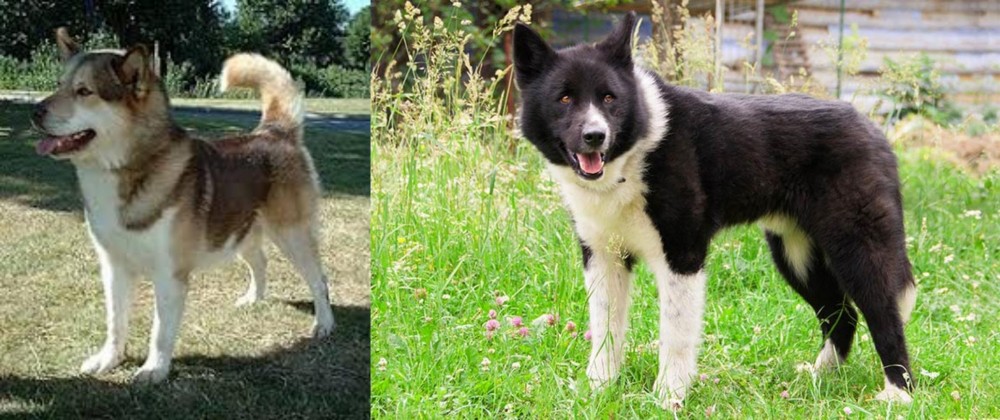 Karelian Bear Dog vs Greenland Dog - Breed Comparison