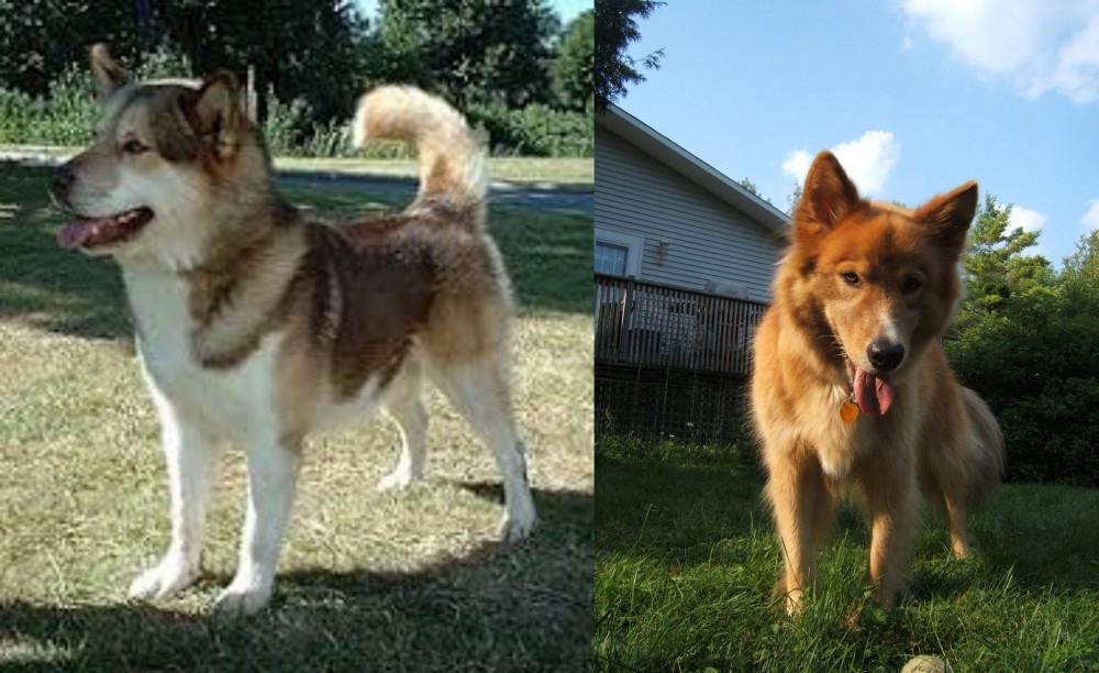 Karelo-Finnish Laika vs Greenland Dog - Breed Comparison