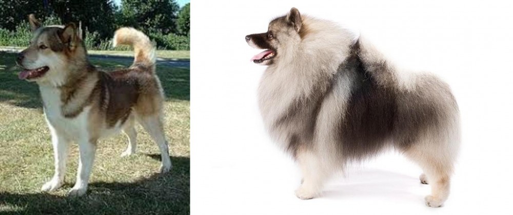 Keeshond vs Greenland Dog - Breed Comparison