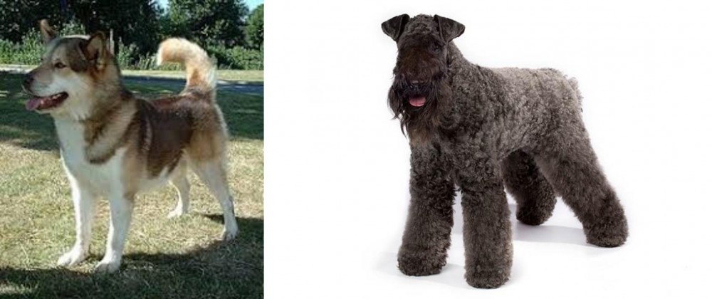 Kerry Blue Terrier vs Greenland Dog - Breed Comparison