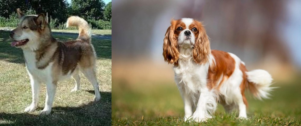 King Charles Spaniel vs Greenland Dog - Breed Comparison