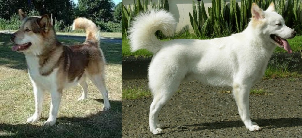 Kintamani vs Greenland Dog - Breed Comparison