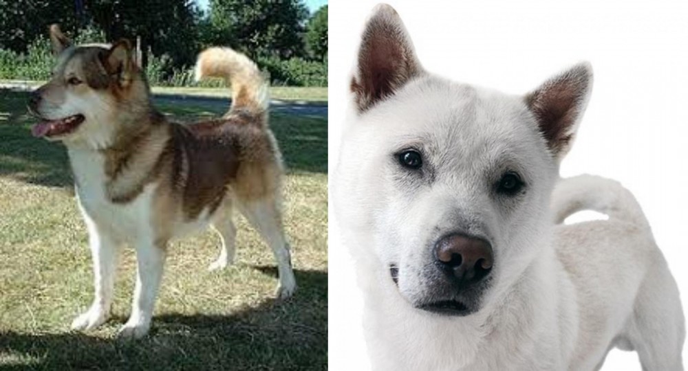 Kishu vs Greenland Dog - Breed Comparison