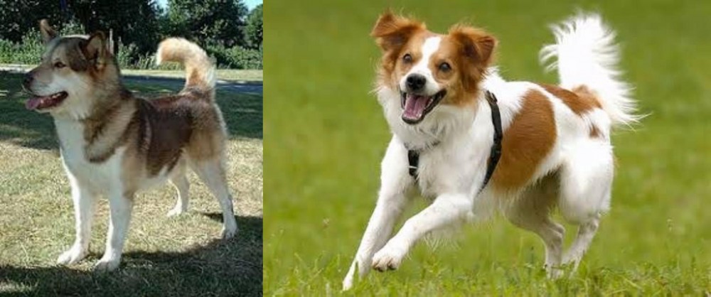 Kromfohrlander vs Greenland Dog - Breed Comparison