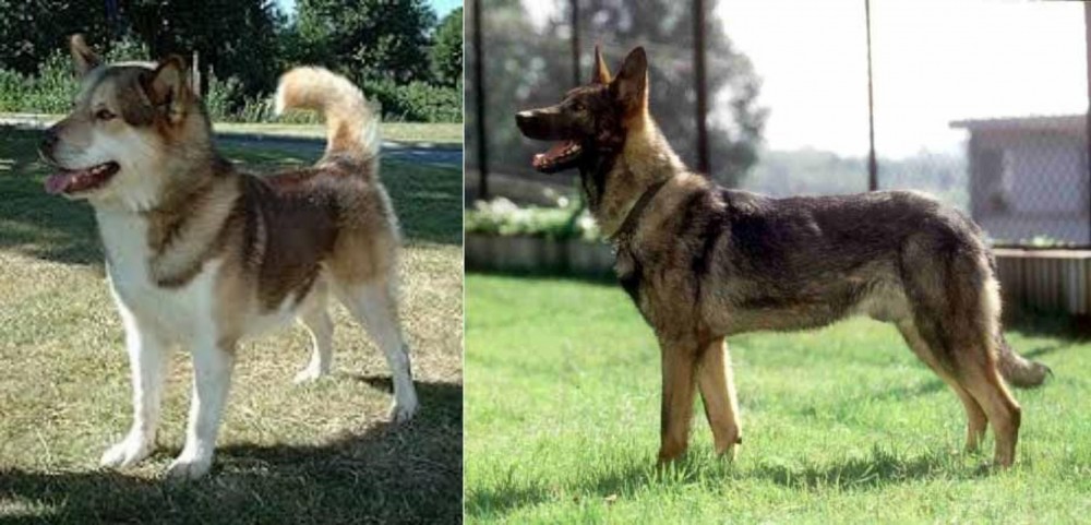 Kunming Dog vs Greenland Dog - Breed Comparison