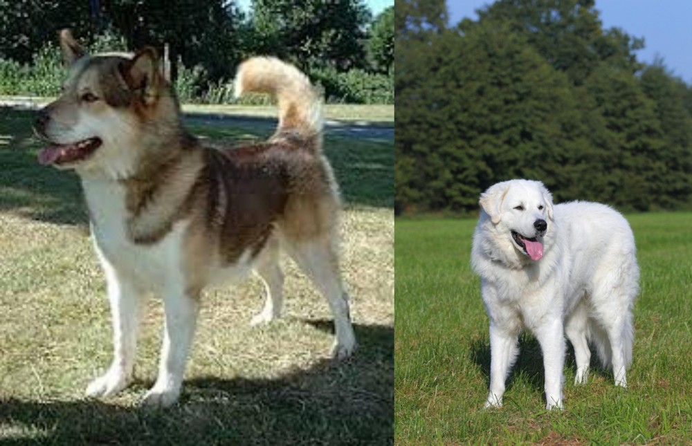 Kuvasz vs Greenland Dog - Breed Comparison