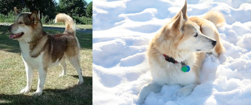 Labrador Husky vs Greenland Dog - Breed Comparison