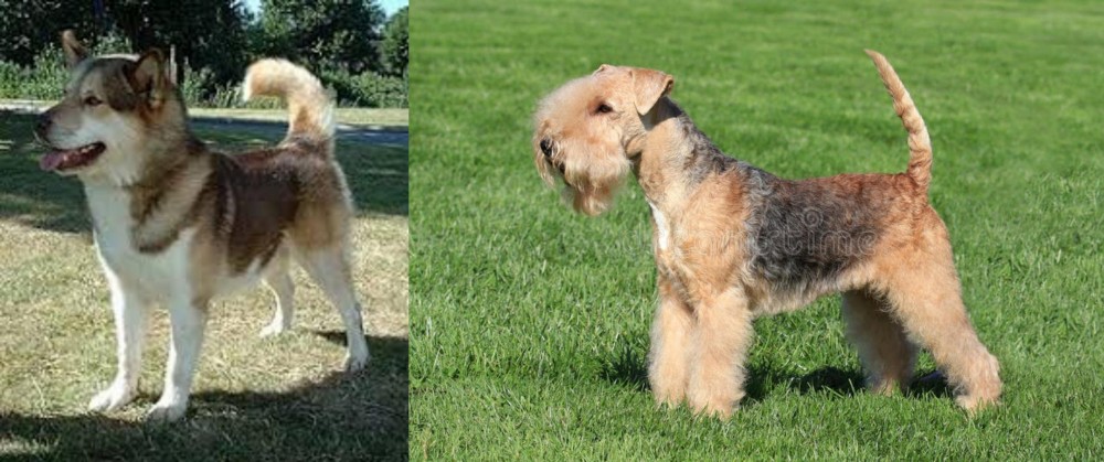 Lakeland Terrier vs Greenland Dog - Breed Comparison
