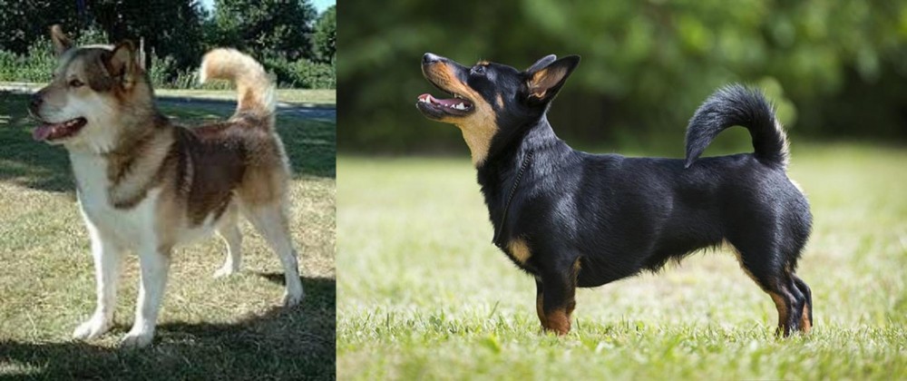 Lancashire Heeler vs Greenland Dog - Breed Comparison