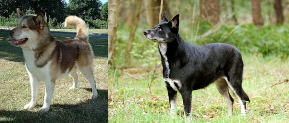 Lapponian Herder vs Greenland Dog - Breed Comparison