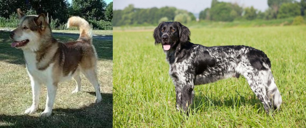 Large Munsterlander vs Greenland Dog - Breed Comparison