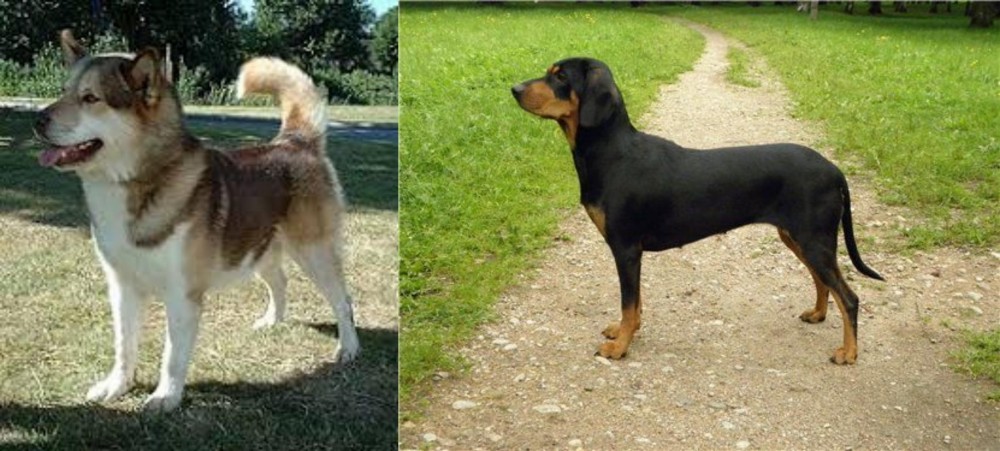 Latvian Hound vs Greenland Dog - Breed Comparison